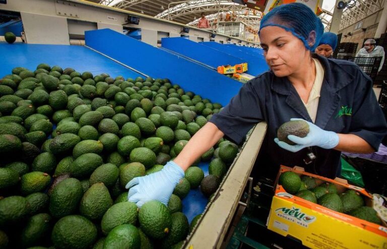 Buscan que agroexportaciones cumplan leyes laboral y ambiental / Por Alicia Valverde