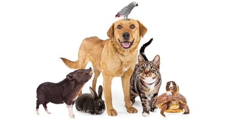 Invitan a marchar a favor de los derechos de los animales el próximo 2 de febrero