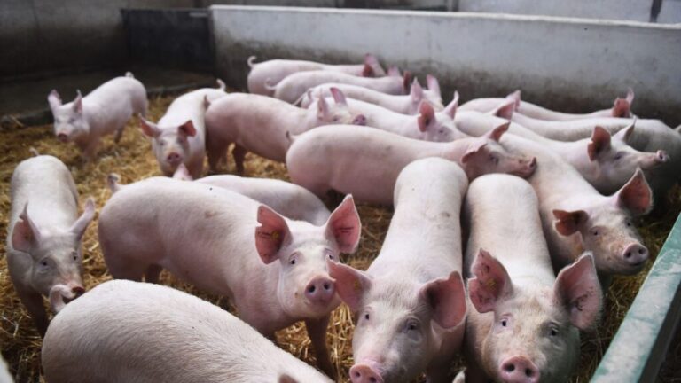 Suman 47% importaciones de carne de cerdo; Sader llama al sector a aumentar la producción /Por Alicia Valverde