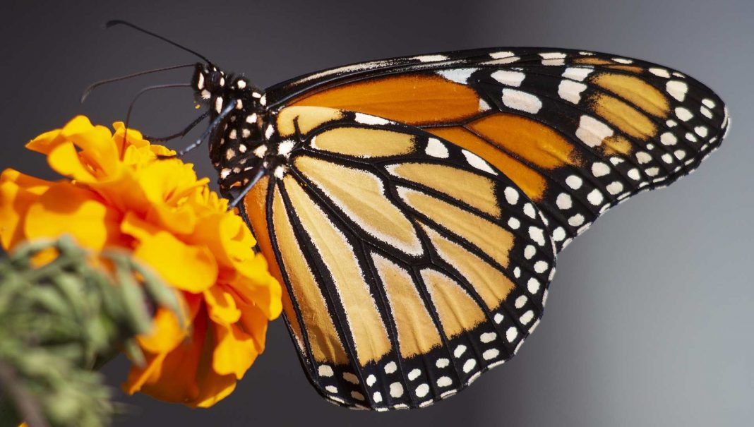 mariposas_monarca_se_acercan_las_almas_de_los_muertos_mexico_travel_channel_1200X680-1068x605-1