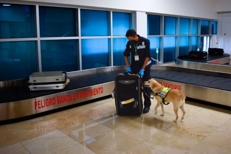 Destacan labor canina de Sader por detección de plagas y enfermedades en puertos, aeropuertos / Por Alicia Valverde