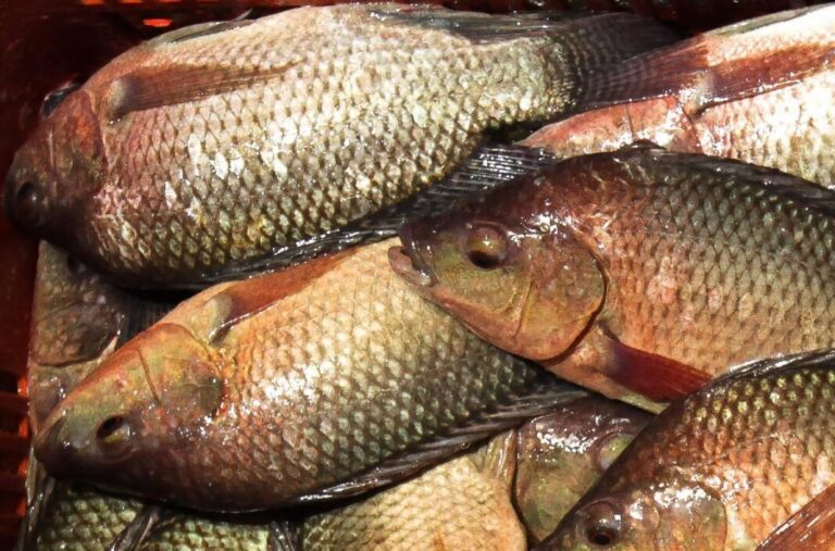 Compara precios: Costo de mojarras con diferencias de 100% / Por Alejandro Durán