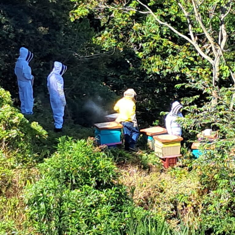 Tío Nacho y UBEES protegen abejas con nuevo laboratorio apícola en Costa Rica