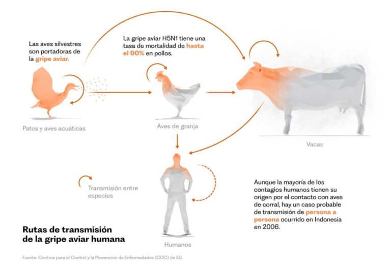 Detectan primer caso humano de influenza aviar A (H5N1) en México / Por Alicia Valverde