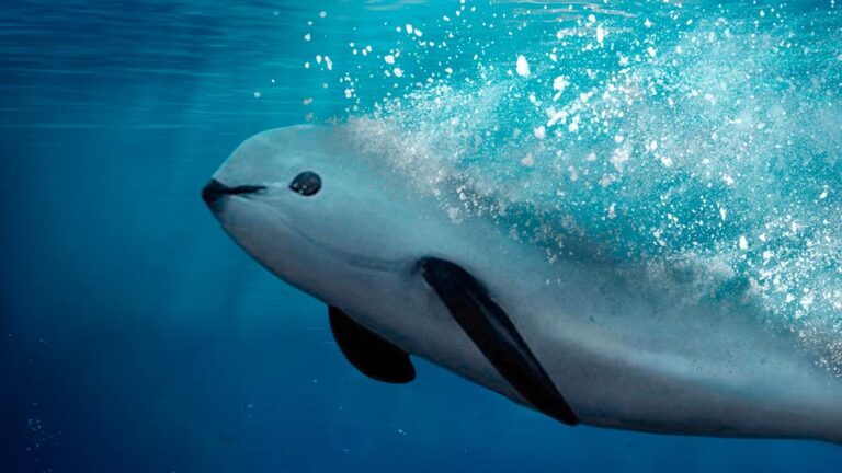 Dan taller para prevenir pesca y comercio ilegal de totoaba y proteger a la vaquita marina / Por Alicia Valverde