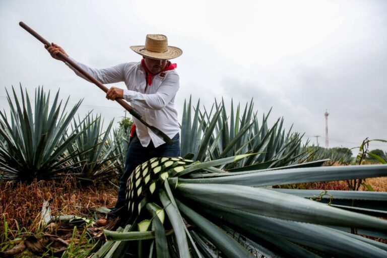 El estado de Aguascalientes obtiene Denominación de Origen Mezcal / Por Alicia Valverde
