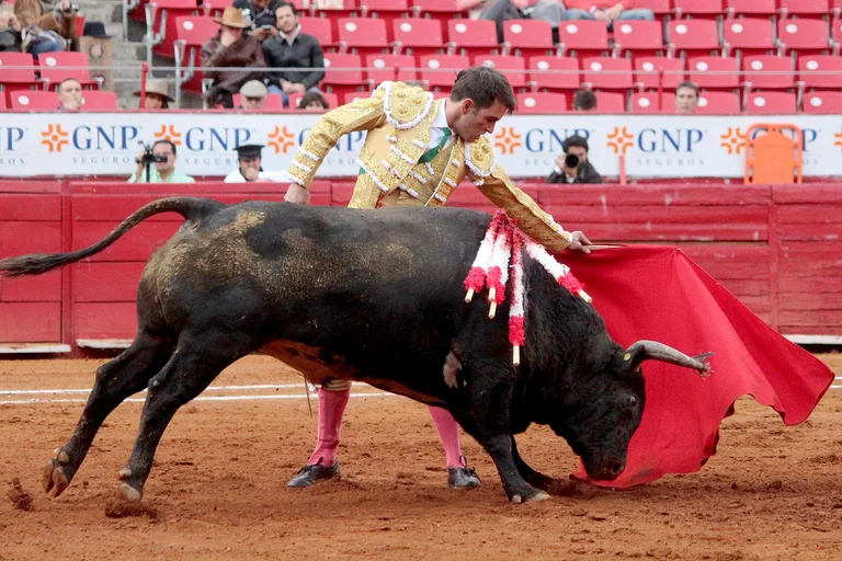 Prevén extinción de toros de lidia por “corridas sin sangre”
