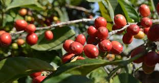 Impulsan cafeticultura justa y sostenible en la Convención Nacional de Café Puebla 2025