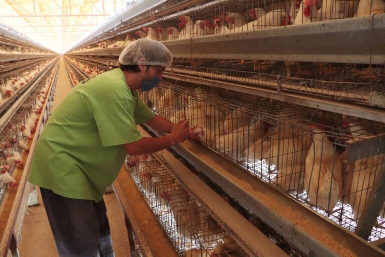 Reactiva México importación de productos avícolas de Brasil / Por Alicia Valverde