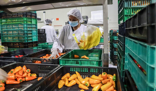 Se certifican 17 mil unidades de producción para prevenir contaminación de alimentos / Por Alicia Valverde