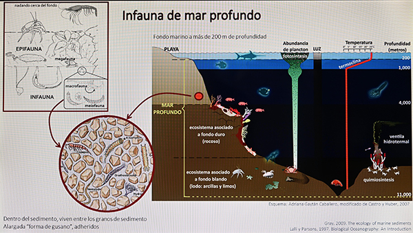 Aumento de temperatura promoverá la migración de especies de mares tropicales a templados y fríos: especialistas