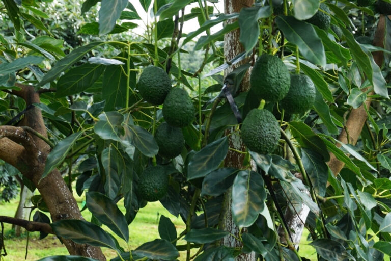 Refrenda Japón intercambio comercial con México de aguacate y cárnicos / Por Alicia Valverde