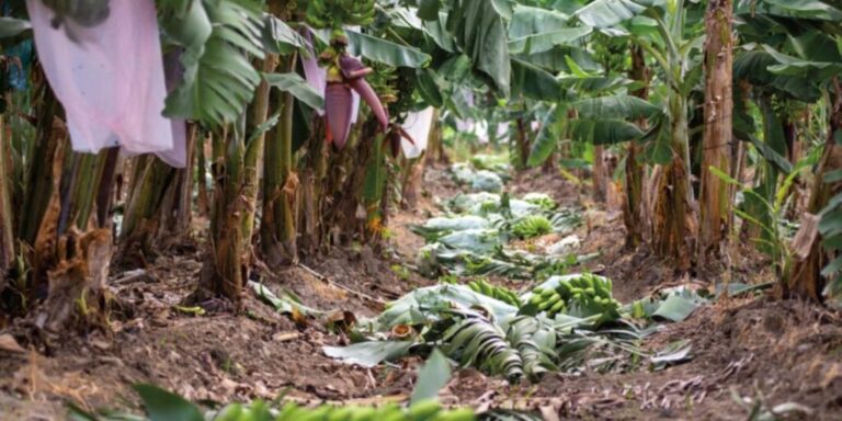 Apoyará Sader a 7 mil 268 productores afectados por el huracán John en Guerrero / Por Alicia Valverde