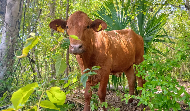 Convocan a presentar acciones para mitigar las emisiones de metano del sector ganadero / Por Alicia Valverde