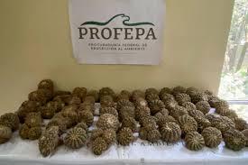 Aseguran más de 2 mil cactáceas que habrían ingresado a México vía contrabando