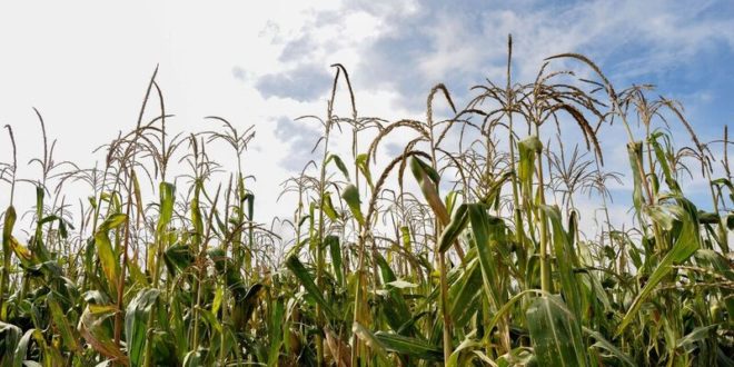 Convocan a tortillerías del país a inscribirse al Acuerdo Nacional Maíz–Tortilla para reducir en 5% el precio / Por Alicia Valverde