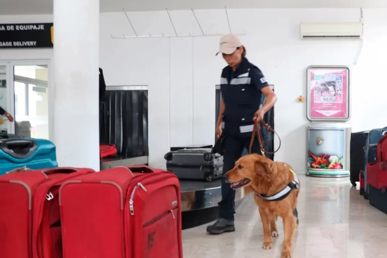 Previenen 14 binomios caninos la llegada de plagas y enfermedades agropecuarias a México y CA / Por Alicia Valverde