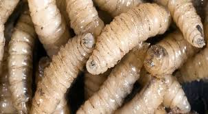 Contratarán especialistas en zootecnia y parasitología agrícola para combatir al gusano barrenador / Por Alicia Valverde