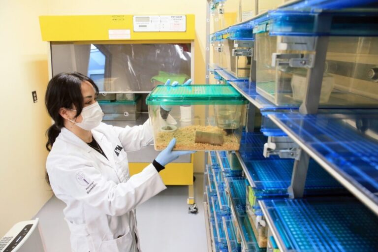 Dietas hipercalóricas dañan al cerebro: UAM