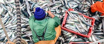 Decomisan en 6 meses más de 4 mil toneladas de producto pesquero ilegal /Por Alicia Valverde