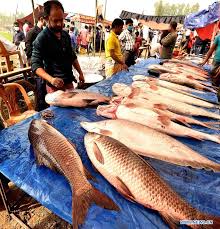 Pescadores demandan seguridad y agilización de trámites para exportar; Conapesca dice que el reto es grande / Por Alicia Valverde