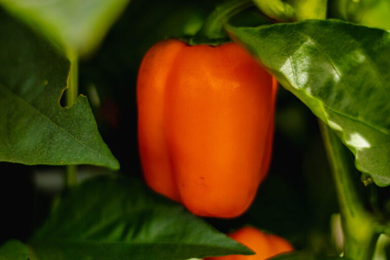 Celebra CNA autorización de Japón para importar chile morrón mexicano / Por Alicia Valverde