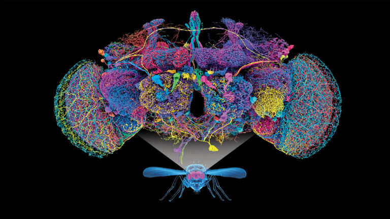 Proponen desarrollar plataformas digitales para vigilar dispersión del gusano barrenador del ganado / Por Alicia Valverde