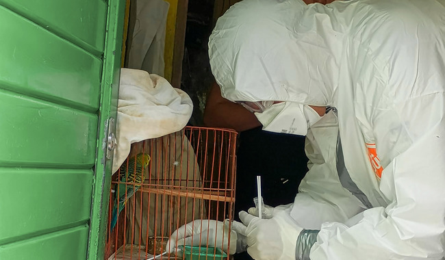 Llaman a reforzar las medidas de bioseguridad en unidades de producción avícola comercial y de traspatio / Por Alicia Valverde