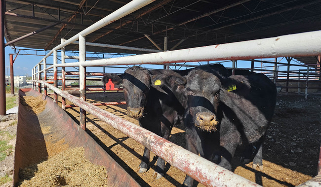 Avanza entrega de sementales en Sonora y Coahuila, como parte del Programa Integral de Producción de Carne / Por Alicia Valverde