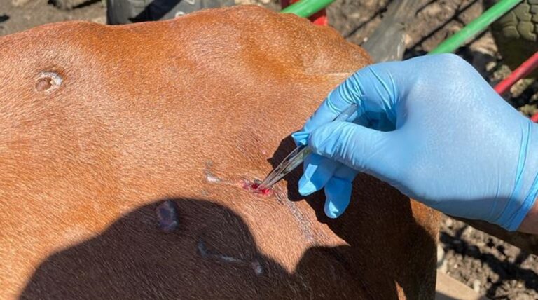 En ascenso los casos de gusano barrenador en México