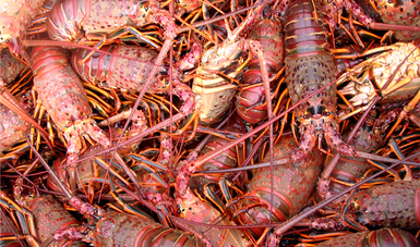 Publican cuatro nuevos Acuerdos de Zonas de Refugio Pesquero / Por Alicia Valverde