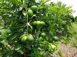 El costo de los alimentos se encarece hasta 20% por pagos exigidos por grupos criminales: CNA / Por Alicia Valverde