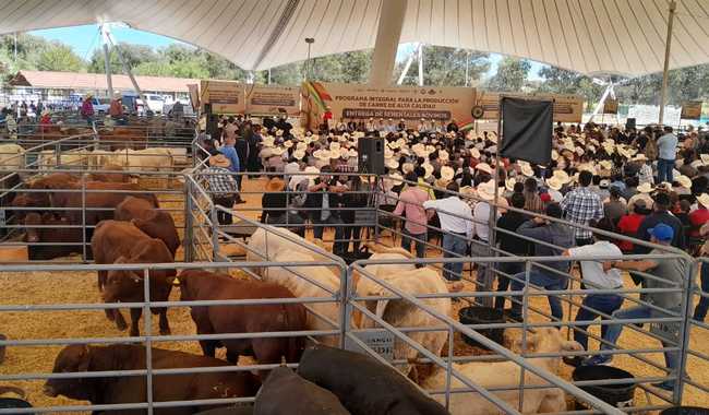 Entregan los primeros 200 sementales a productores de Durango como parte del Programa integral de producción de carne / Por Alicia Valverde