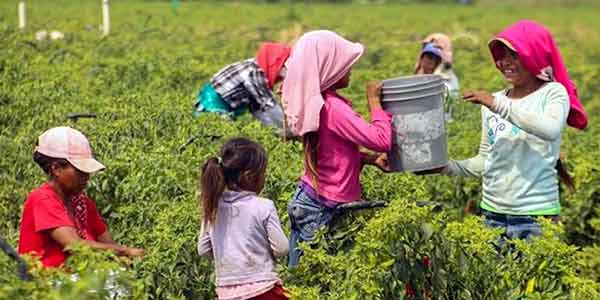 Garantizan que las exportaciones de aguacate estén libres de deforestación y sin trabajo infantil / Por Alicia Valverde