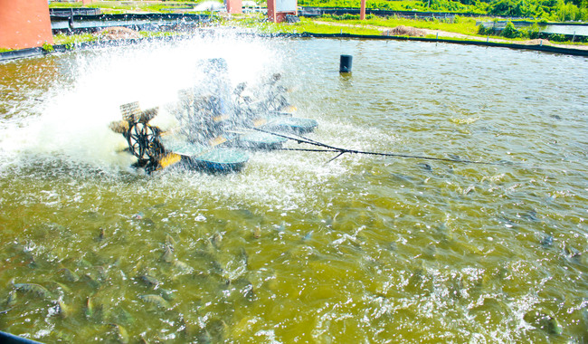 Dan créditos a acuicultores hasta por un millón 300 mil pesos /Por Alicia Valverde