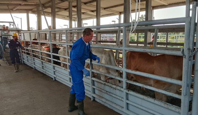 Refuerzan Dispositivo Nacional de Emergencia de Sanidad Animal para contener el gusano barrenador / Por Alicia Valverde