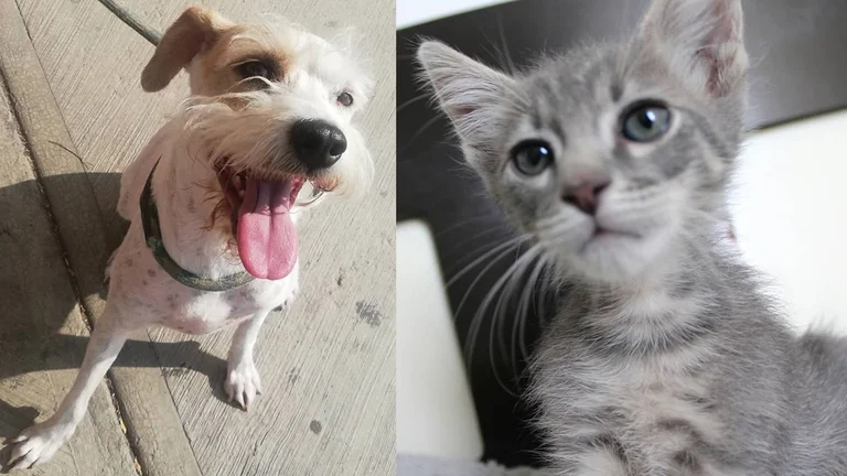 Tener una mascota en México cuesta hasta $30 mil pesos al año