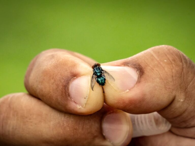 Pide CNA acelerar reproducción de moscas estériles para combatir gusanos barrenador