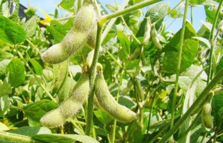 Comprará Verde Valle su consumo de frijol a productores de pequeña y mediana escala / Por Alicia Valverde