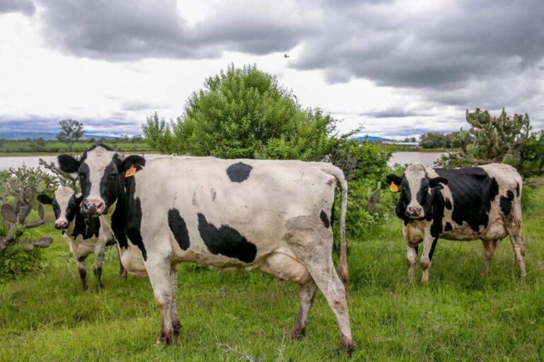 Con una campaña buscan revertir el consumo de leche que ha caído 4.5% / Por Alicia Valverde