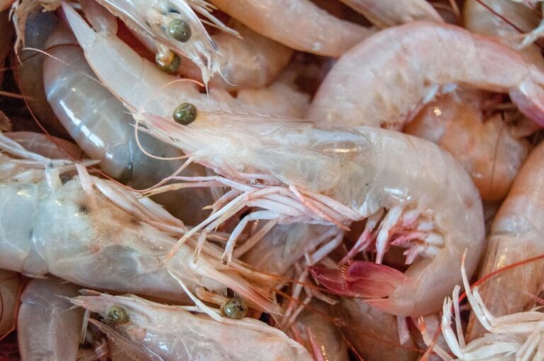 Piden camaroneros una estrategia para la regeneración de la industria por la competencia desleal; gobierno se compromete a combatir el contrabando / Por Alicia Valverde