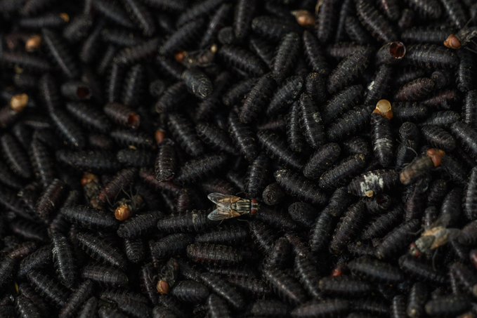 Texas ve amenaza por el barrenador del ganado; Senasica acepta que EU libere moscas estériles en la franja fronteriza / Por Alicia Valverde