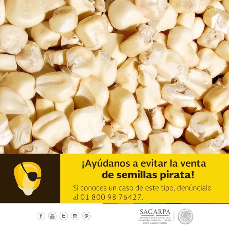 Registran semilleros pérdidas por mil 700 mdd por piratería, quieren combatirla con la campaña “No Coseches Sorpresas” /Por Alicia Valverde