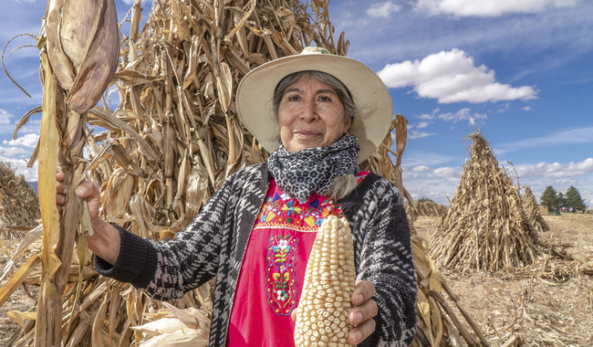 Aumentan en 25% el rendimiento del cultivo de maíz con transición agroecológica / Por Alicia Valverde