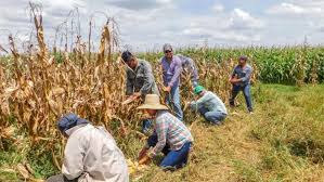 Crea FIRA alianzas con intermediarios financieros bancarios y no bancarios para que llegue crédito al campo