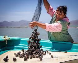 mujeres-pescadoras