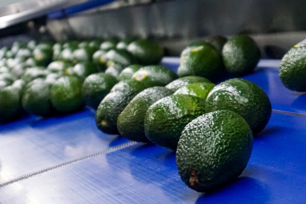 240920-AGRICULTURA-SENASICA-NUEVAS-ZONAS-LIBRES-DE-PLAGAS-DEL-AGUACATERO-2-1-1024x683-1