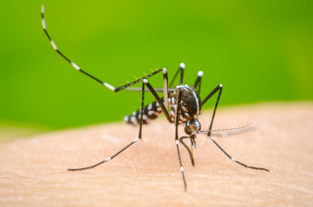 Dengue_share-1068x707-1