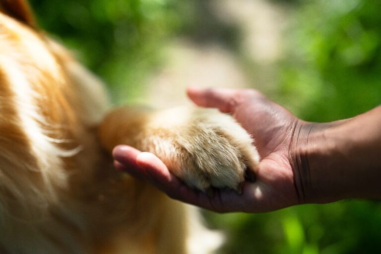 Entra en vigor Ley de Protección, Cuidado y Bienestar Animal del EdoMéx
