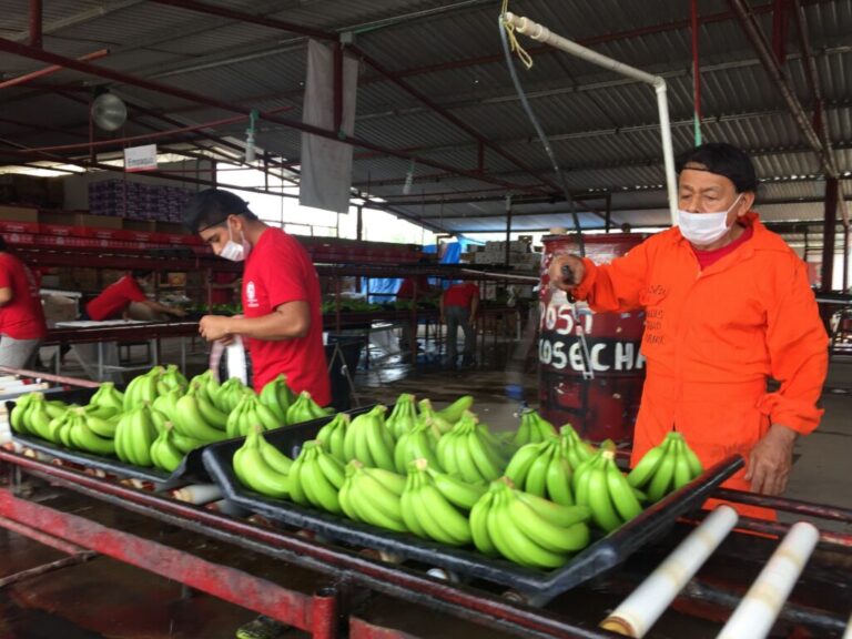 Investigan ingreso ilegal de plátano desde Guatemala / Por Alicia Valverde 